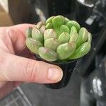 Echeveria × gilva Leaf