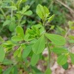 Baptisia tinctoria Hoja