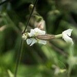 Silene secundiflora Flor