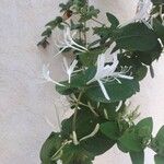Lonicera japonica Kvet