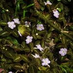 Episcia lilacina Habit