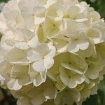 Viburnum macrocephalum Flower