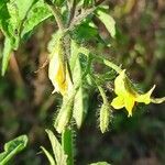 Solanum lycopersicum Blad