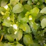 Stellaria media Hoja