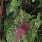 Caladium bicolor叶