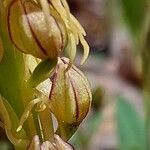 Orchis anthropophora Fiore