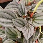 Peperomia albovittata Hostoa