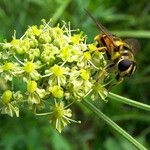 Heracleum sibiricum Kukka