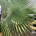 Washingtonia filifera Folha