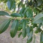 Syzygium cumini Frunză