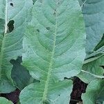 Rumex pulcher Likasa