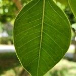 Ficus cordata Hoja