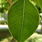 Ficus cordata Blad