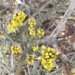 Cornus mas Flower