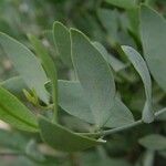 Simmondsia chinensis ഇല