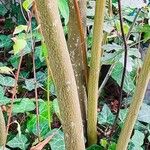 Cornus amomum 樹皮