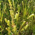 Rhinanthus alectorolophus Yeri