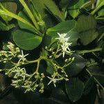 Humiria balsamifera 花