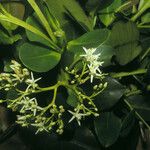 Humiria balsamifera Flor
