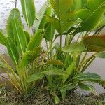 Ravenala madagascariensis Folha