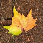 Platanus × hispanica Leaf