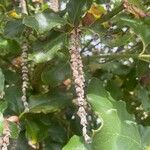 Garrya elliptica Meyve