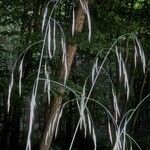 Bromus ramosus फूल