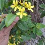 Tristellateia australasiae Flower