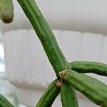 Rhipsalis neves-armondii Ekosanga