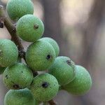 Ficus sur Fruto