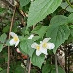 Philadelphus pubescensKwiat