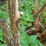 Physocarpus opulifolius Rinde