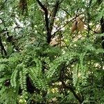 Sophora microphylla Hábito