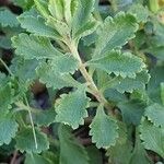 Teucrium chamaedrys Folha