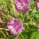 Epilobium hirsutumLorea