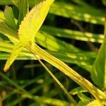 Scrophularia oblongifolia Leaf