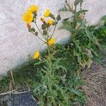 Sonchus arvensisFlor