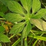 Ipomoea pes-tigridis Leaf