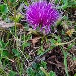 Cirsium acaule Virág