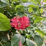 Hibiscus schizopetalusVirág