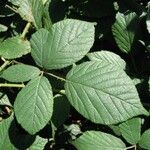 Rubus foliosus Liść