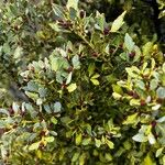 Phyllocladus aspleniifolius Hoja