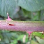 Rubus ammobius Bark