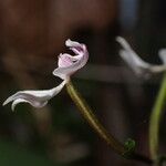 Disperis oppositifolia Flower