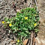 Oxalis corniculata 花