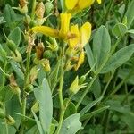 Baptisia sphaerocarpa Levél