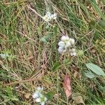 Cochlearia anglica Flower