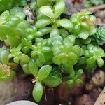 Sedum greggii Hábito