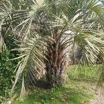 Butia capitata Habit