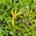 Sternbergia colchiciflora Blodyn